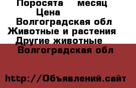 Поросята  1 месяц › Цена ­ 3 000 - Волгоградская обл. Животные и растения » Другие животные   . Волгоградская обл.